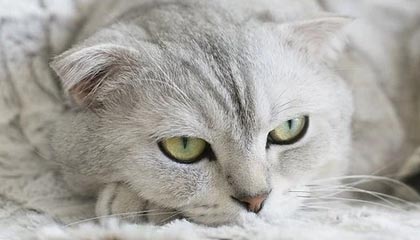 AIYOUXI.COM-蔚山现代外援发挥决定性作用，蔚山现代外援身价