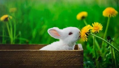 AIYOUXI.COM-蔚山现代外援发挥决定性作用，蔚山现代外援身价